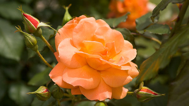Rosenblüte in Baden-Baden – Garten der Villa Belveder lädt zum Besuch 