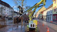 Baumschnittarbeiten auch in Rastatt – Platanen in der Innenstadt erhalten neuen Schnitt