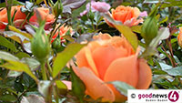 Jetzt werden die Rosen nervös – Schließung Rosenneuheitengarten wegen Wertungsrundgängen